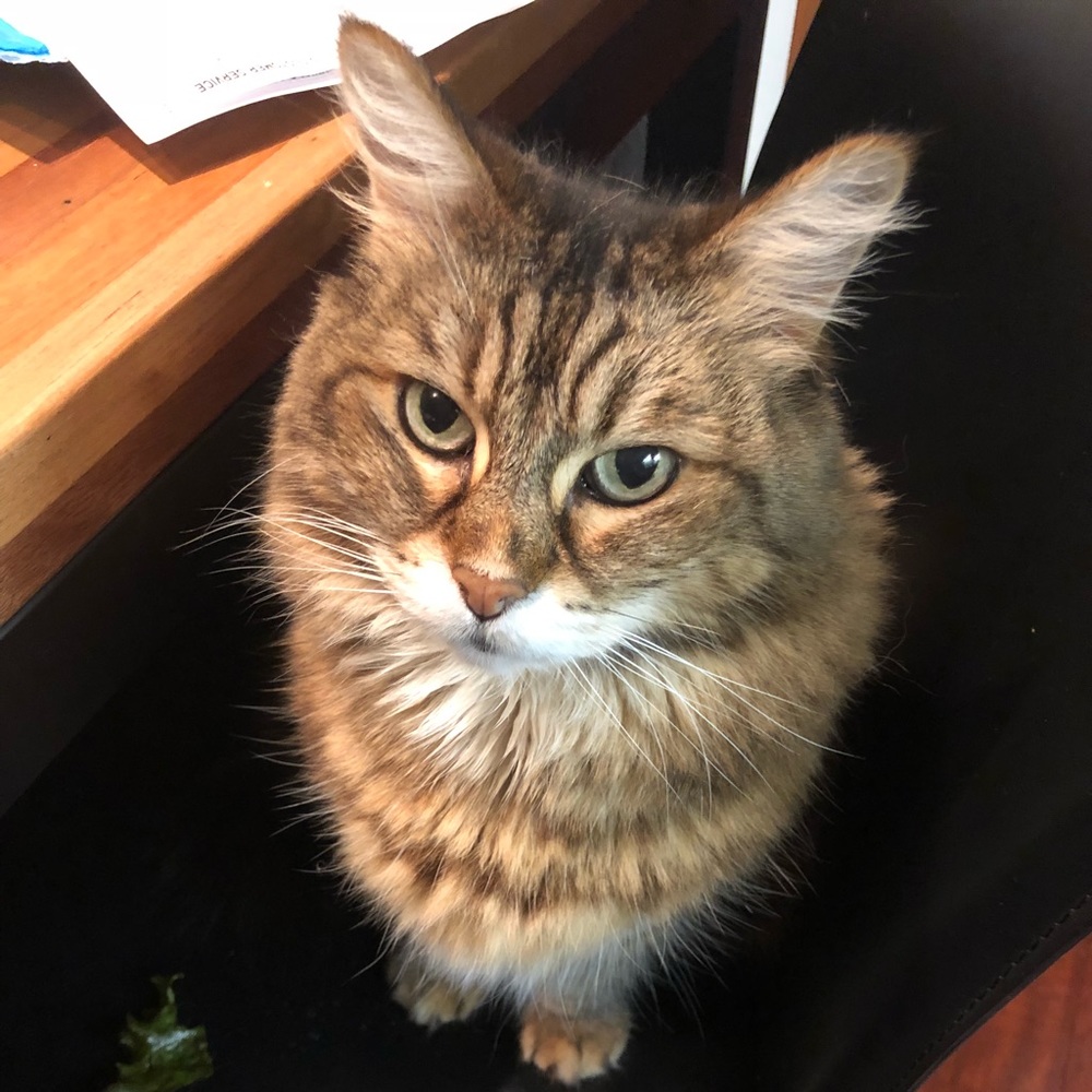 Meet your Posher, Luna